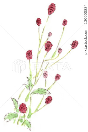 Watercolor illustration of a summer to autumn flower, a round, red burnet flower Watercolor illustration of a summer to autumn flower, a round, red burnet flower 130000824