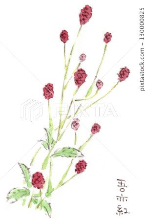 Watercolor illustration of a summer to autumn flower, a round, red burnet flower Watercolor illustration of a summer to autumn flower, a round, red burnet flower 130000825