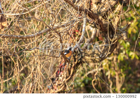 Wild bird of the winter forest: male Daurian redstart Wild bird of the winter forest: male Daurian redstart 130000992