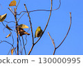 Wild bird of the winter-dead forest: Japanese white-eye 130000995