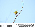 Wild bird of the winter-dead forest: Japanese white-eye 130000996