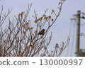 Tsumugi, a wild bird in the winter-dead forest 130000997