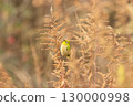 A Japanese white-eye perched on the grass of a barren field in winter 130000998