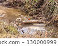 A male Daurian redstart perched on a fallen tree by a stream in winter 130000999