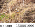 A male Daurian redstart perched on a stump in a barren field in winter 130001000