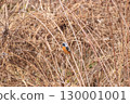 A Daurian redstart perched on the grass of a barren field in winter 130001001