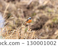 A male Daurian redstart perched on a stump in a barren field in winter 130001002