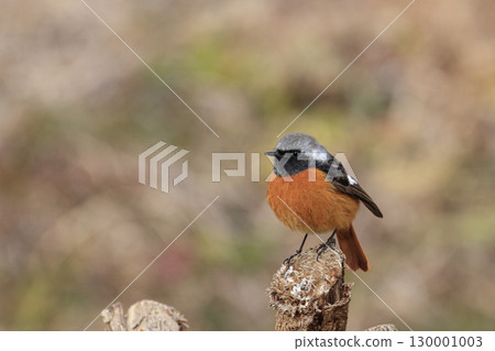 A male Daurian redstart perched on a stump in a barren field in winter 130001003