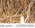 A male Daurian redstart perched on a stump in a barren field in winter 130001004