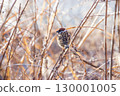A sparrow perched on the grass of a barren winter field 130001005