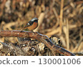 A male Daurian redstart perched on a frosted branch on a winter morning 130001006