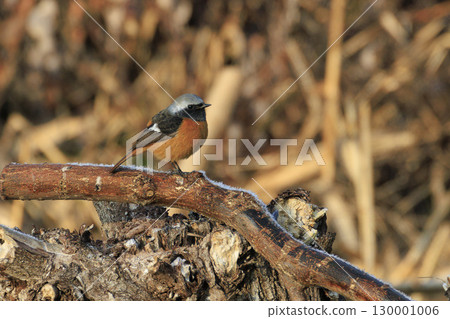 A male Daurian redstart perched on a frosted branch on a winter morning 130001006