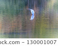 A grey heron standing in a pond reflecting the winter colors 130001007
