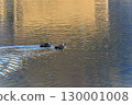 Spot-billed ducks swimming in a pond reflecting the morning sun 130001008