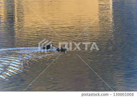 Spot-billed ducks swimming in a pond reflecting the morning sun Spot-billed ducks swimming in a pond reflecting the morning sun 130001008