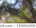 Purple fruits of the blue-green raspberry in the sunlight filtering through the trees in winter 130001009