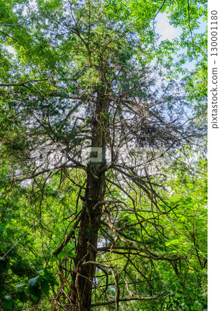 Forest scenery: Cedar trees 130001180