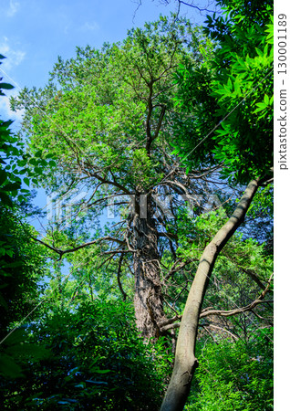 Forest scenery: Cedar trees Forest scenery: Cedar trees 130001189
