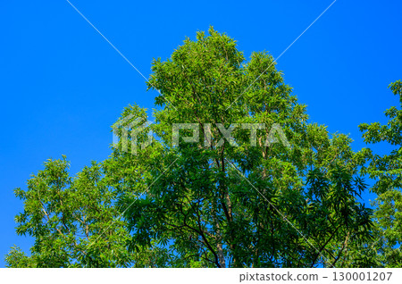 森林風光：鋸齒橡樹在陽光下閃閃發光的綠色 130001207