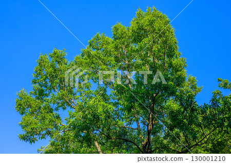 森林風光：鋸齒橡樹在陽光下閃閃發光的綠色 130001210