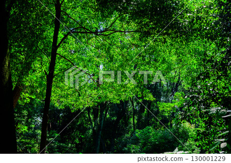 Forest scenery: Shining green in the sunlight Forest scenery: Shining green in the sunlight 130001229