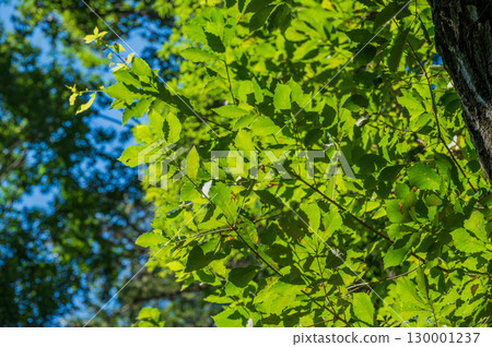 Forest scenery: The green of oak trees shining in the sunlight Forest scenery: The green of oak trees shining in the sunlight 130001237