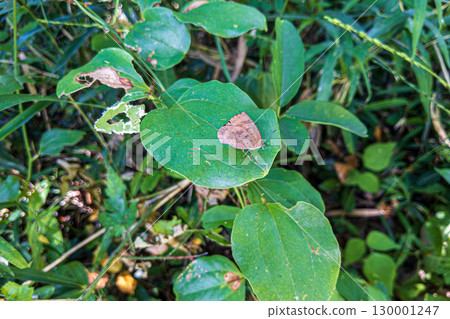 A purple hairstreak taking a rest on a leaf 130001247