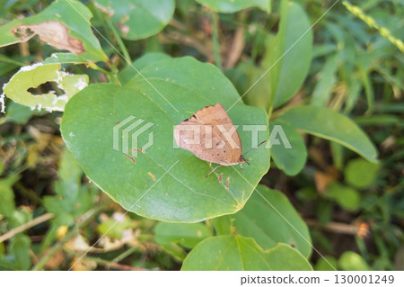 A purple hairstreak taking a rest on a leaf 130001249