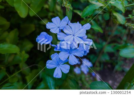 淡藍色的鉛花 130001254