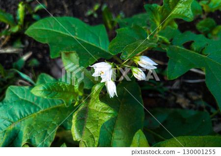 white flower of warunasubi white flower of warunasubi 130001255
