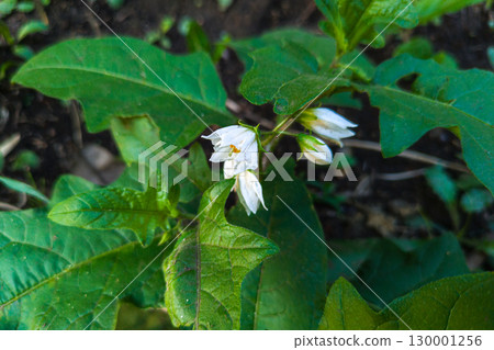 white flower of warunasubi white flower of warunasubi 130001256