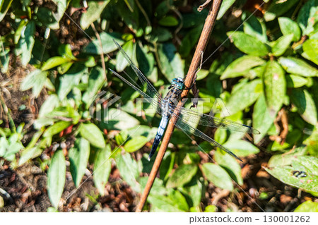 草地上休息的白尾鷸有著美麗的綠色眼睛 130001262