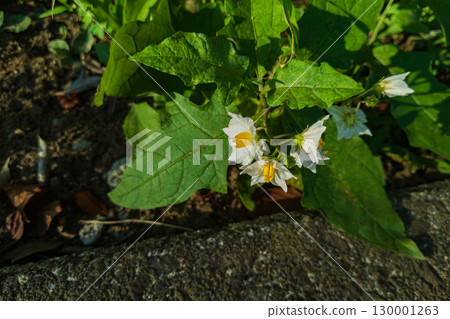 white flower of warunasubi white flower of warunasubi 130001263