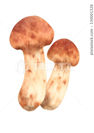 Matsutake watercolor illustration PNG transparent background 130001326