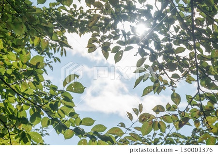 Wooden frame 130001376