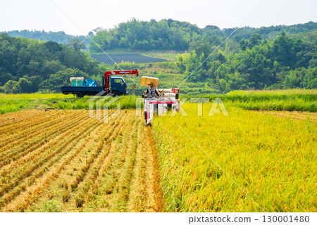 Harvest scenery Harvest scenery 130001480
