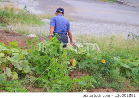 Rear view of a senior Japanese man weeding in the field Rear view of a senior Japanese man weeding in the field 130001891