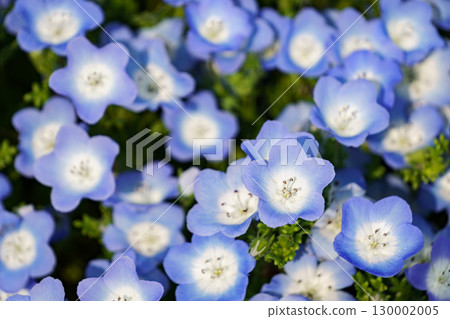 粉蝶花簇的特寫 2 粉蝶花簇的特寫 2 130002005