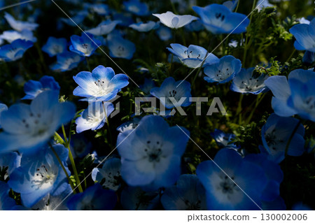 Close-up of nemophila illuminated by light in the dark shade of a tree 1 Close-up of nemophila illuminated by light in the dark shade of a tree 1 130002006