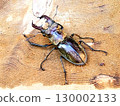 A stag beetle caught outside the house 130002133