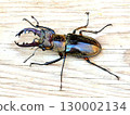 A stag beetle caught outside the house 130002134