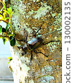 A stag beetle caught outside the house 130002135