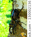 A stag beetle caught outside the house 130002136