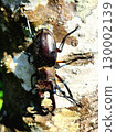 A stag beetle caught outside the house 130002139
