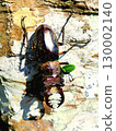 A stag beetle caught outside the house 130002140