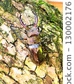 A stag beetle caught outside the house 130002176