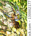 A stag beetle caught outside the house 130002177