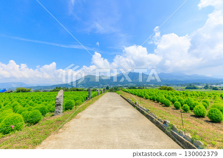 Summer kochia and Mount Aso, Aso District, Kumamoto Prefecture 130002379