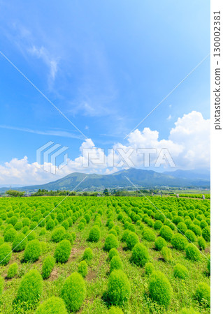 Summer kochia and Mount Aso, Aso District, Kumamoto Prefecture 130002381