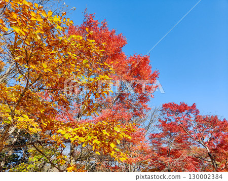Autumn leaves of the former Usui pass mountain view 130002384